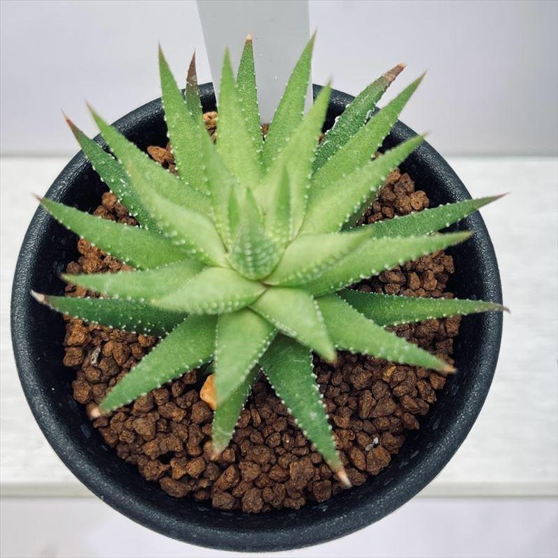 特選実生ペキー ライトニング 選抜苗 多肉植物 ハオルチア アロエ 特選実生ペキー ライトニング 選抜苗 多肉植物 ハオルチア アロエ