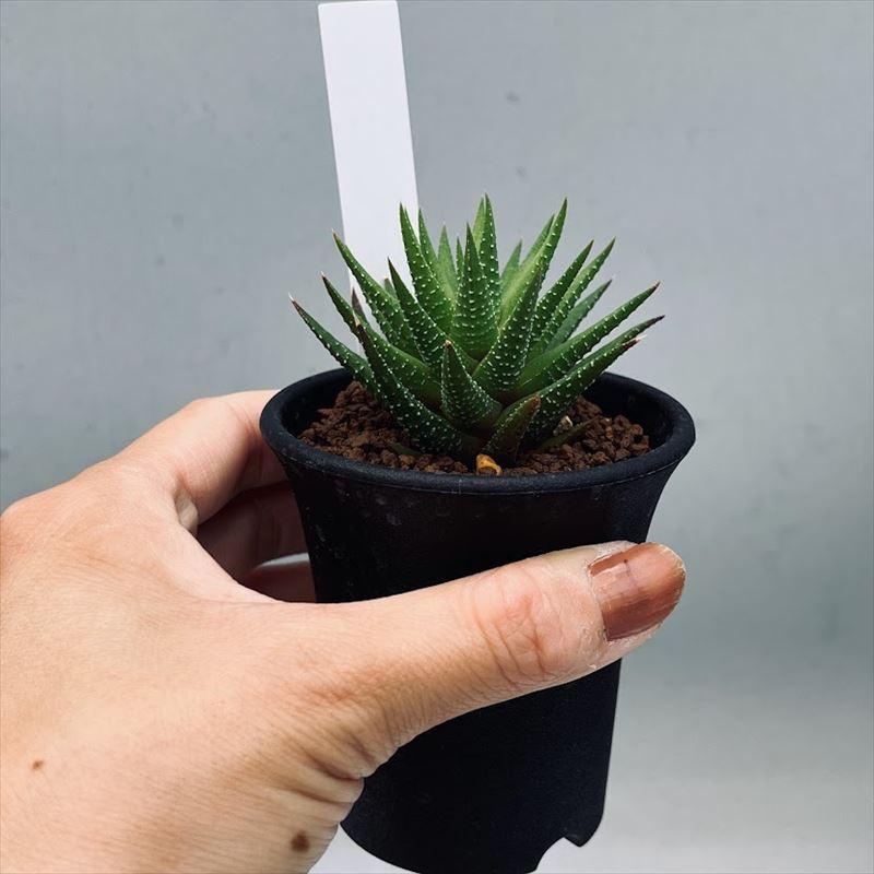 多肉植物 ハオルチア ヘレーhyb 幅5cm S8556v 遊恵盆栽 Yahoo 店 通販 Yahoo ショッピング