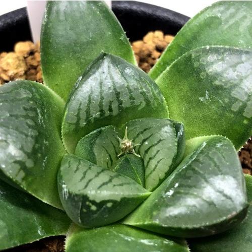 多肉植物 ハオルチア スプリング交配種 幅6cm S8561v 遊恵盆栽 Yahoo 店 通販 Yahoo ショッピング