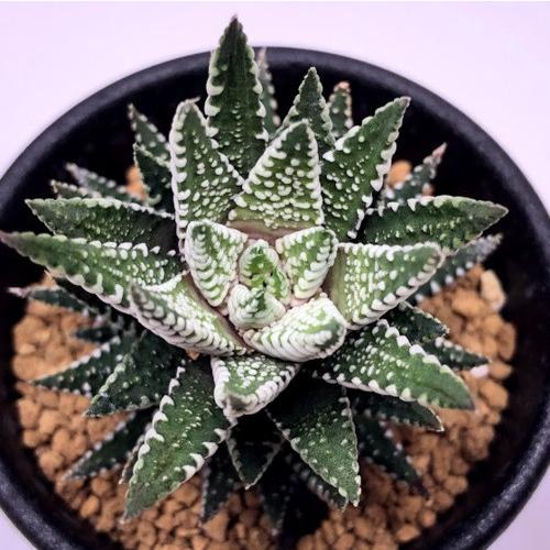 【期間限定出品】ハオルチア ピリフェラ RIB0136　多肉植物 期間限定出品】ハオルチア ピリフェラ RIB0136 多肉植物 - メルカリ