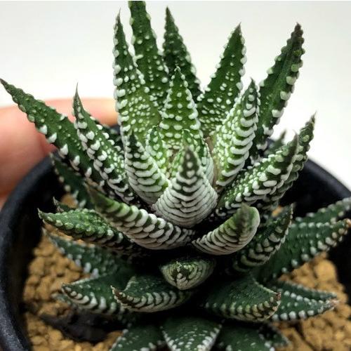 多肉植物：ハオルチア レインワルディhyb.*幅5cm : 遊恵盆栽 Yahoo!店