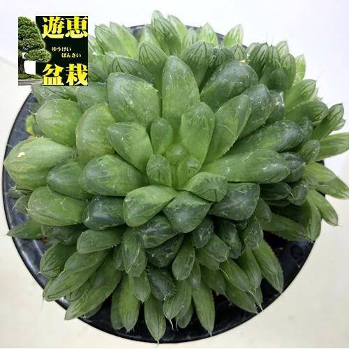 多肉植物：ハオルチア ジョイアエ B型 RSA 群生*幅12cm : 遊恵盆栽