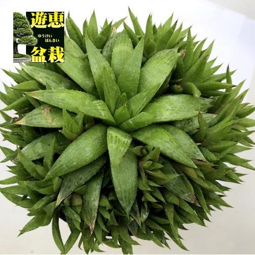 多肉植物：ハオルチア 群生*幅13cm : 遊恵盆栽 Yahoo!店 - 通販