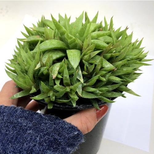 多肉植物：ハオルチア 群生*幅13cm : 遊恵盆栽 Yahoo!店 - 通販