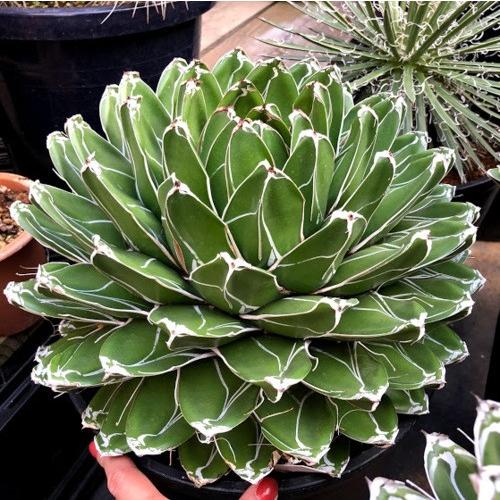 多肉植物：アガベ 笹の雪*幅30cm 現品！一品限り : s8572v : 遊恵  