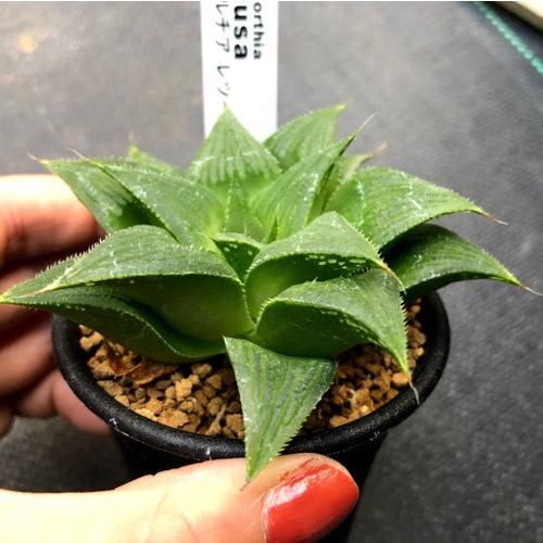 多肉植物 ハオルチア レツーサ S 幅8cm S8574v 遊恵盆栽 Yahoo 店 通販 Yahoo ショッピング
