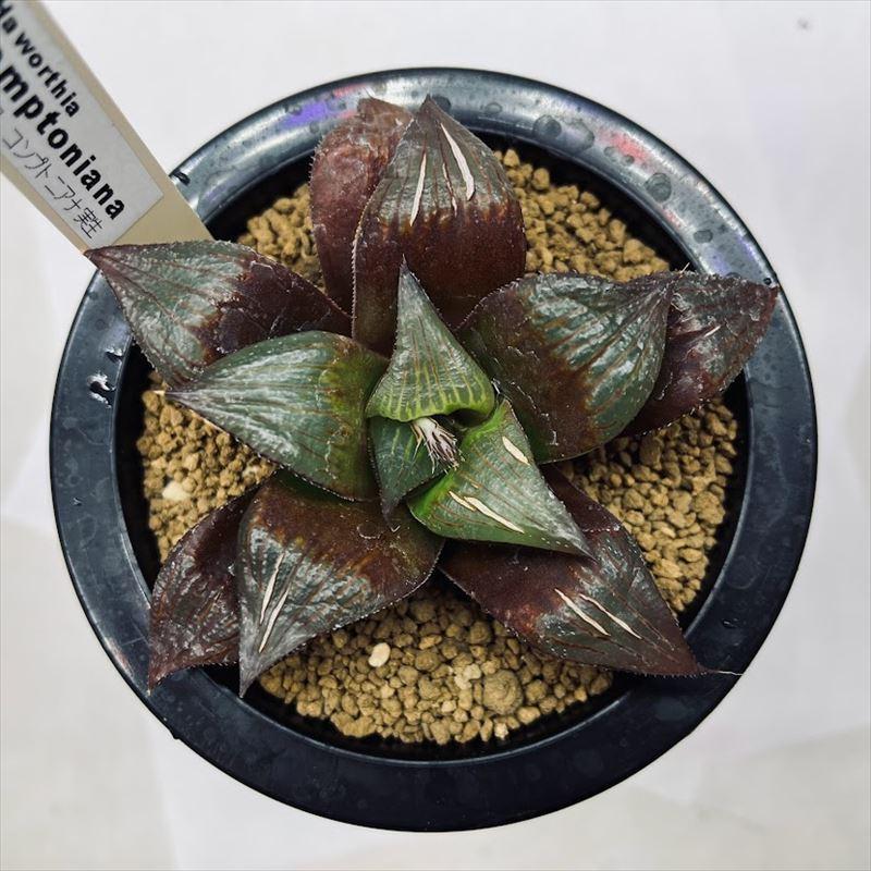 多肉植物：ハオルチア コンプトニアナ実生*幅10cm ※葉に亀裂あり
