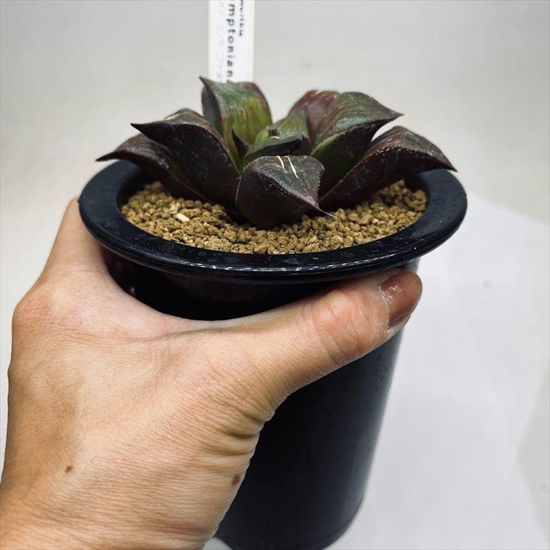 ハオルチア_コンプト×緑炎(実生未繁殖) 14【実生未繁殖】多肉植物 ハオルチア ハオルチア 多肉植物実生未繁殖