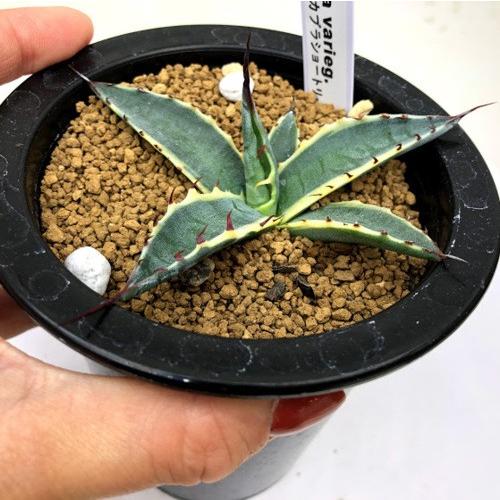 多肉植物：アガベ　スカブラショートリーフ錦 覆輪*幅9ｃｍ　現品！一品限り