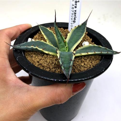 多肉植物:アガベ スカブラショートリーフ錦 覆輪*幅10cm 現品 多肉植物:アガベ スカブラショートリーフ錦 覆輪*幅10cm 現品