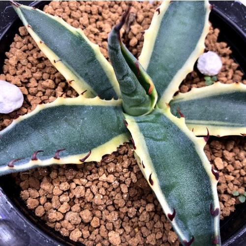 多肉植物：アガベ スカブラショートリーフ錦 覆輪*幅10cm 現品！一品