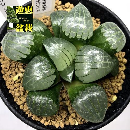 42db ハオルチア　多肉植物　火鳳凰寿　自家繁殖 楽天市場】多肉植物：ハオルチア 玉扇 敦盛*幅7cm : 遊恵盆栽