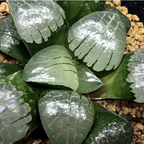 多肉植物：ハオルチア 大窓選抜 スプリングボクブラケンシス*幅7.5cm