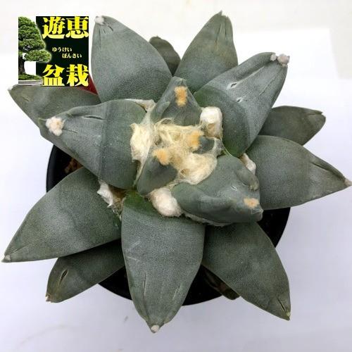 サボテン　花牡丹 (シワ疣)　実生 ロイヤル玉牡丹しわ サボテン | toA Succulent