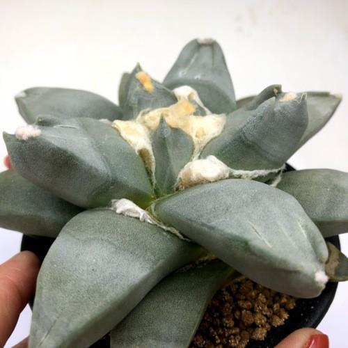 【幅広疣】怒涛ロイヤルシワ疣花牡丹 アリオカルプス 花牡丹 亀甲牡丹 アリオカルプス 怒濤花牡丹 | 叢 – くさむら – Qusamura