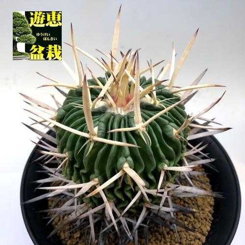 サボテン：エキノフォスロカクタス 振武玉*幅8cm 現品！一品