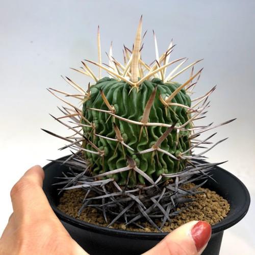 サボテン：エキノフォスロカクタス 振武玉*幅8cm 現品！一品限り