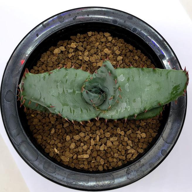 多肉植物：アロエ フェロックス*幅8cm : 遊恵盆栽 Yahoo!店 - 通販