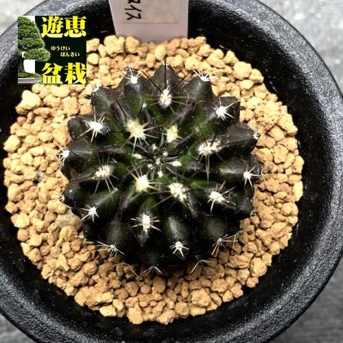サボテン：ヒルホカクタス テヌイス*幅3.5cm : 遊恵盆栽 Yahoo!店