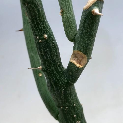塊根植物：アデニア バリー 実生*幅7.5cm 現品！一品限り ※幹に一部傷