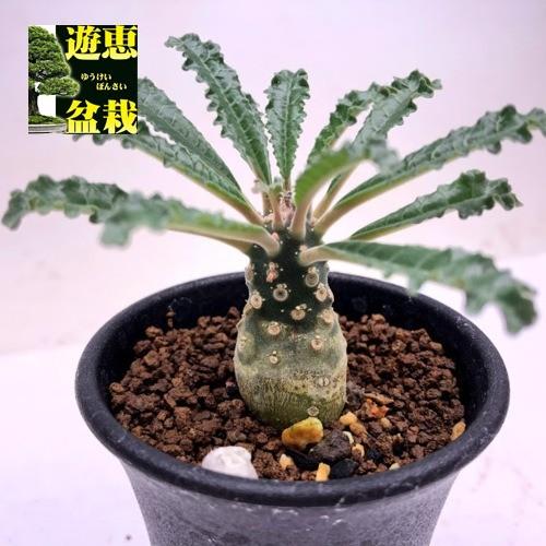 コーデックス：ドルステニア ラブラニー*塊根幅2cm 現品！一品