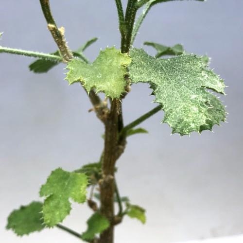 多肉植物：デンドロシキオス ソコトラーナ*塊幅3.5cm 現品！一品限り