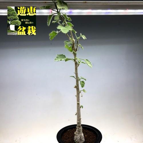 デンドロシキオスソコトラナ1 検）ギガス　ブラータ 多肉植物：デンドロシキオス ソコトラーナ*塊幅2.8cm 現品！一品