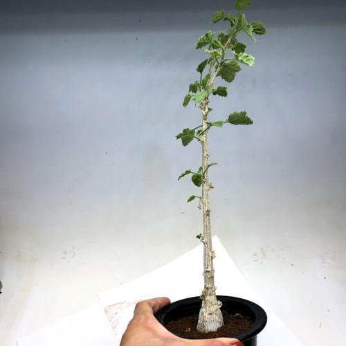 多肉植物：デンドロシキオス ソコトラーナ*塊幅3.5cm 現品！一品