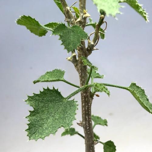 多肉植物：デンドロシキオス ソコトラーナ*塊幅3.5cm 現品！一品