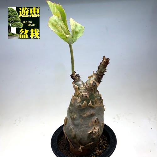 ベティフォルメ良型大きめ plants250606v59-247x296.jpg