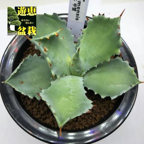 アガベチタノタホワイトアイスカキコ観葉植物 アガベイシスメンシス カキコ