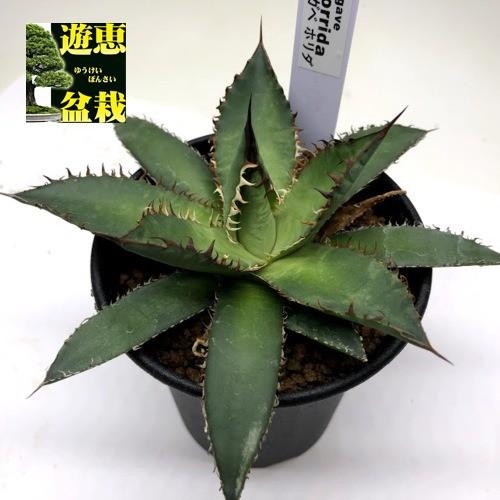 多肉植物：アガベ ホリダ*幅11ｃｍ :s8678v:遊恵盆栽 Yahoo!店 - 通販