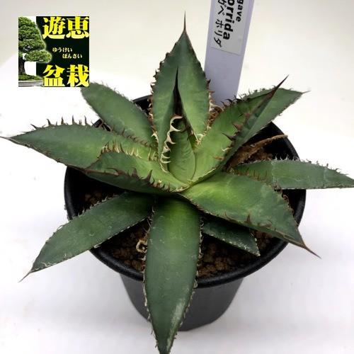 多肉植物 アガベ ホリダ 幅11ｃｍ S8678v 遊恵盆栽 Yahoo 店 通販 Yahoo ショッピング