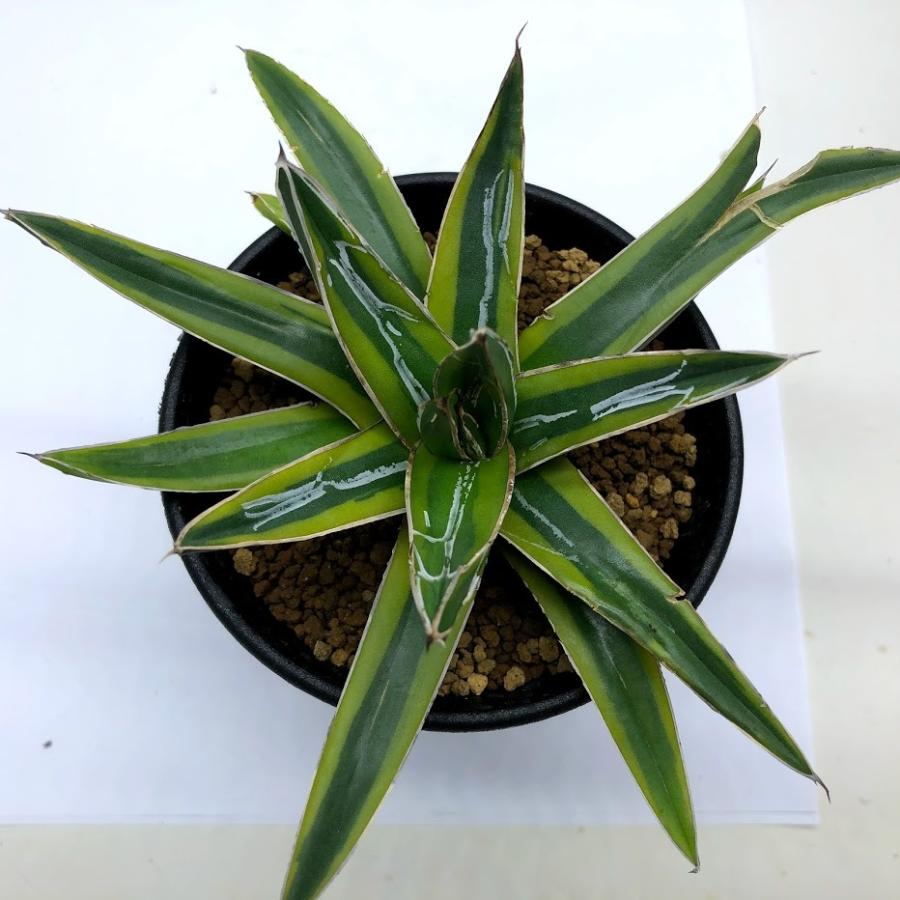 多肉植物：アガベ 笹の雪錦 黄覆輪*M 幅10cm : 遊恵盆栽 Yahoo!店