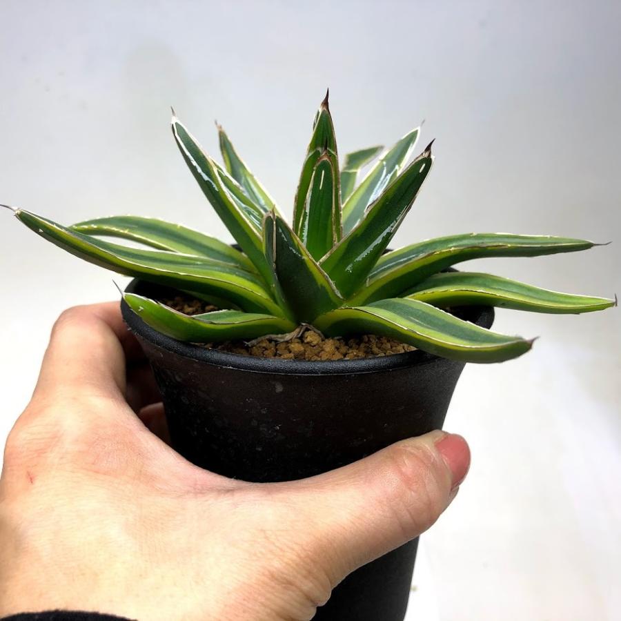 多肉植物：アガベ 笹の雪錦 黄覆輪*M 幅10cm : 遊恵盆栽 Yahoo!店