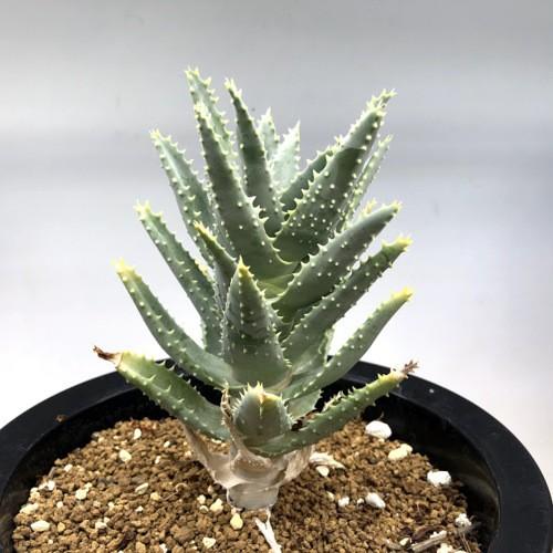 多肉植物：アロエ ピランシー 特良タイプ*幅11cm 現品！一品