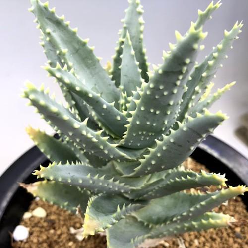 多肉植物：アロエ ピランシー 特良タイプ*幅11cm 現品！一品限り