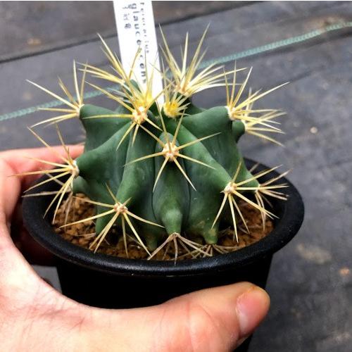 王冠竜　サボテン　引取限定 サボテン：王冠竜 2.5号 の通販 | 園芸ネット