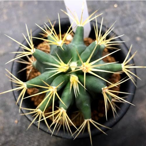 サボテン：フェロカクタス 王冠竜*幅6cm : 遊恵盆栽 Yahoo!店