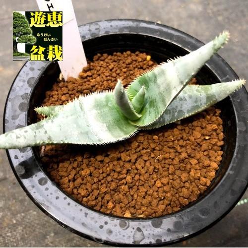 多肉植物 アロエ ラエータ 幅11ｃｍ S8710v 遊恵盆栽 Yahoo 店 通販 Yahoo ショッピング