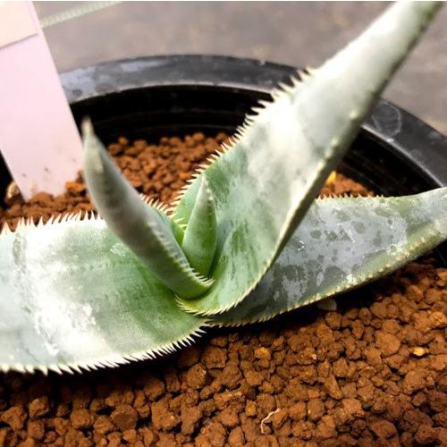 アロエ　ラエータ CHUBBY PLANTS | Aloe laeta 6年前に某円で買ったラエータ 一本しかし