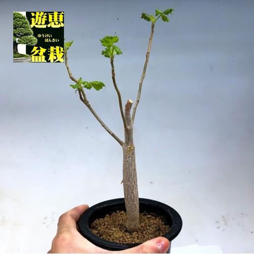 コーデックス：ブルセラ ヒンドシアナ*葉幅13cm 現品！一品限り