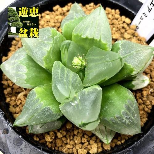 多肉植物：ハオルチア ピグマエア ミュータント *幅8cm 現品！一品限り