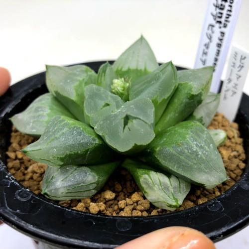 多肉植物：ハオルチア ピグマエア ミュータント *幅8cm 現品！一品限り