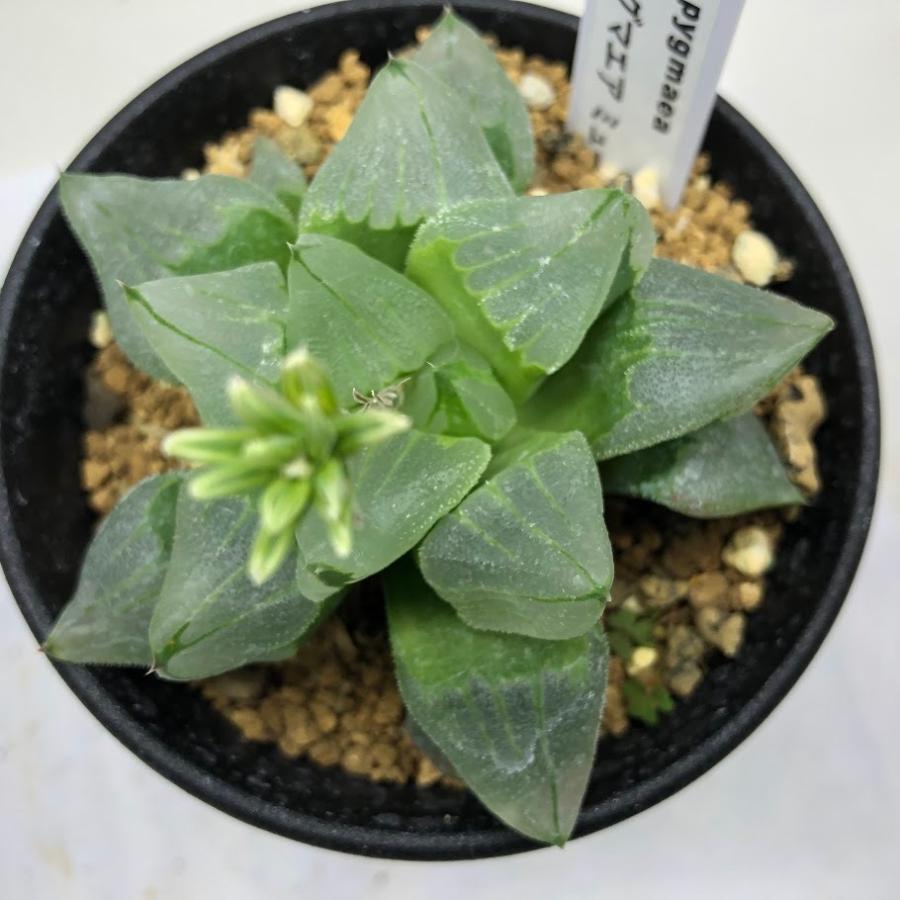 多肉植物：ハオルチア ピグマエア ミュータント *幅8cm 現品！一品限り