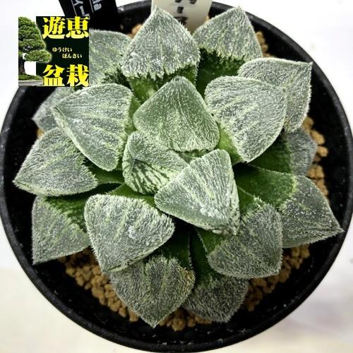 0524．多肉植物　ハオルチア　もぐりん(B) 0524．多肉植物 ハオルチア もぐりん(B)