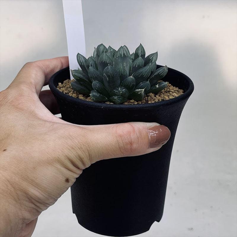 多肉植物：ハオルチア オブツーサ キャッツアイ*M 幅6cm : 遊恵盆栽