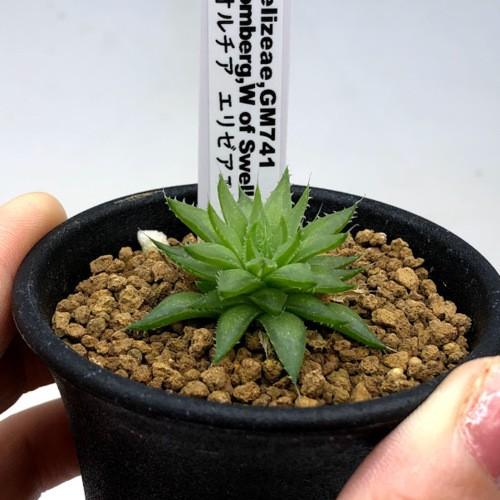 【割引セール中！レア苗新作！新入荷】ハオルチア　韓国苗　バタフライ　多肉植物 レア苗新作！新入荷】ハオルチア 韓国苗 バタフライ大苗 多肉植物