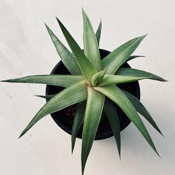 多肉植物：ハオルチア 水車*M 幅13cm : 遊恵盆栽 Yahoo!店 - 通販