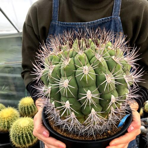 サボテン：ギムノカリキウム 新天地*幅18cm 現品！一品限り : 遊恵